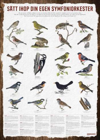 Affisch Vildfågel, 50 x 70 cm