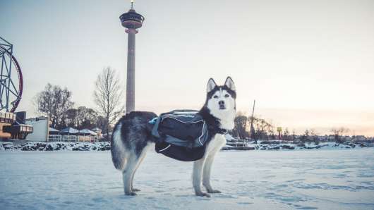 Amundsen Pro-Dog Backpack - L