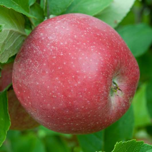 Äpple Aroma, 10 l kruka