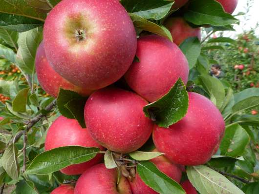 Äpple Miniträd 
