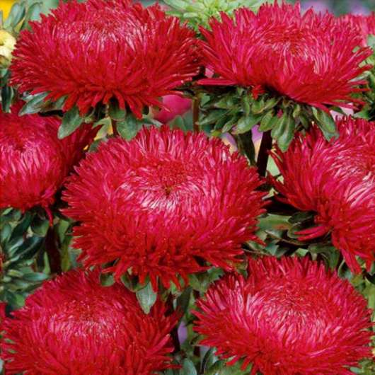 Aster Paeony, red