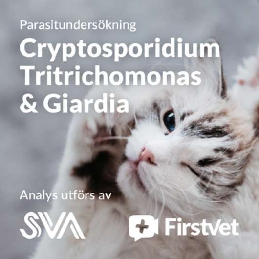 Avföringsprov Giardia, Cryptosporidium och Tritrichomonas - Giardia, Cryptosporidium och Tritrichomonas