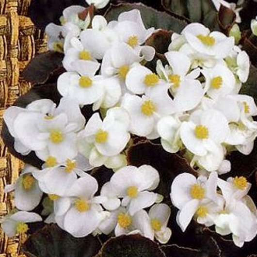 Begonia Ostas,  white