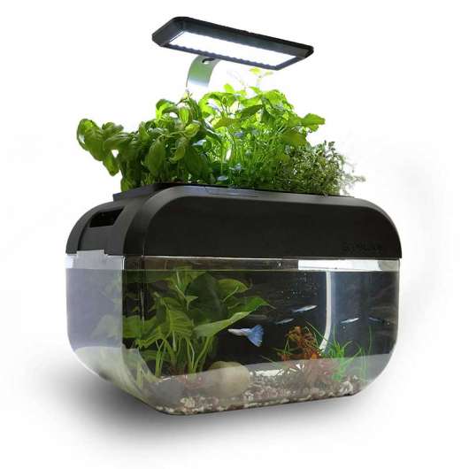 EcoGarden - Ekosystem med aquaponic
