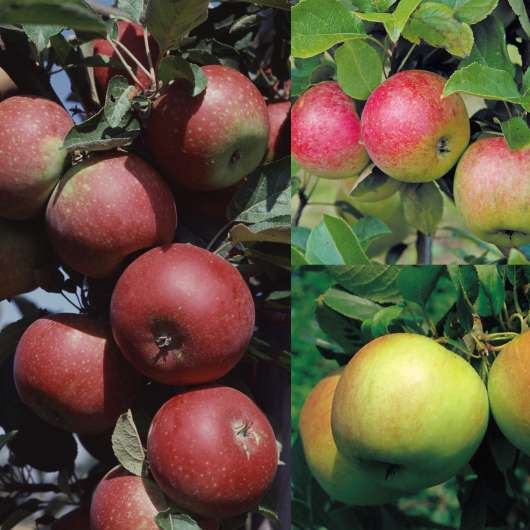 Familjeträd Äpple Olika sorter CO