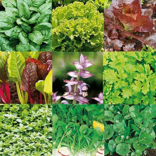 Frömix bladgrönsaker för inomhusodling
