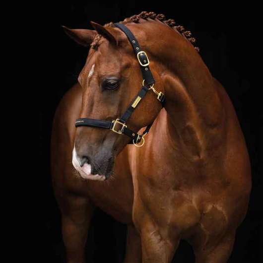 Grimma Hansbo Sport The Equestrian Life black - Cob