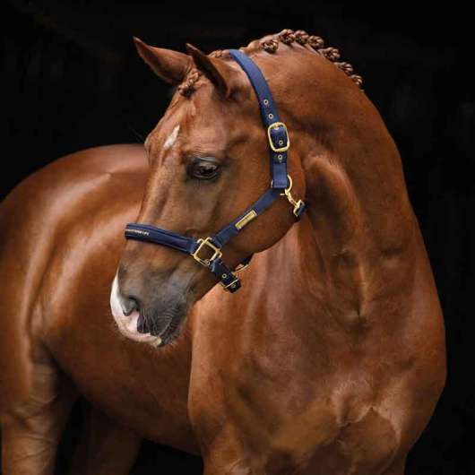 Grimma Hansbo Sport The Equestrian Life navy - Ponny