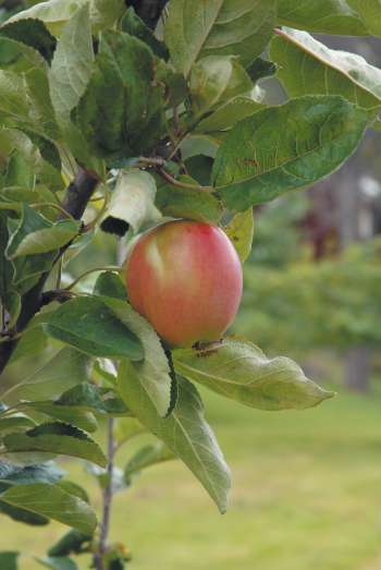 Miniträd Äpple 
