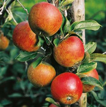 Miniträd Äpple 