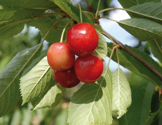 Miniträd sötkörsbär 