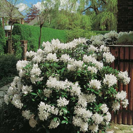Park Rhododendron 30-40 cm, Vit 10-pack