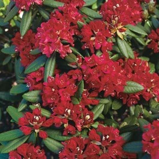 Park Rhododendron 40-50 cm, Rödrosa 1-pack