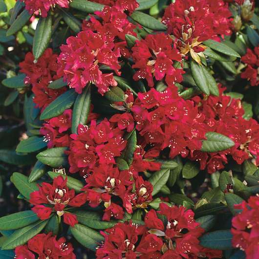 Park Rhododendron 40-50 cm, Rödrosa 3-pack