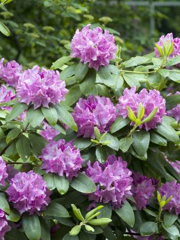 Park Rhododendron 40-50 cm, Rosalila 3-pack