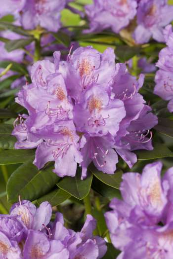 Park Rhododendron 50-60 cm, Lila 3-pack