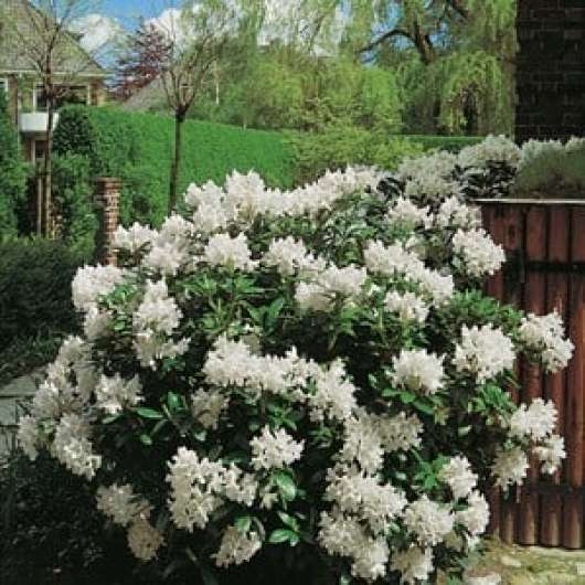 Park Rhododendron 50-60 cm, Vit 1-pack