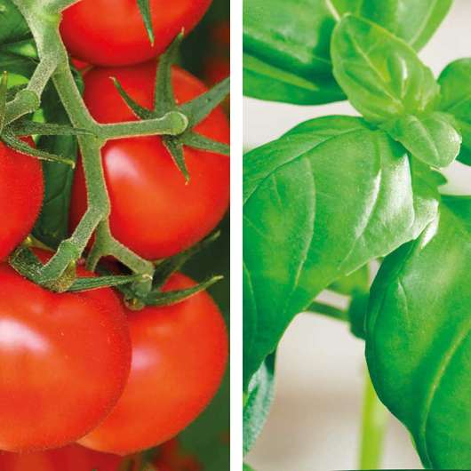 Partnerplantor - Tomat och basilika, ekologisk
