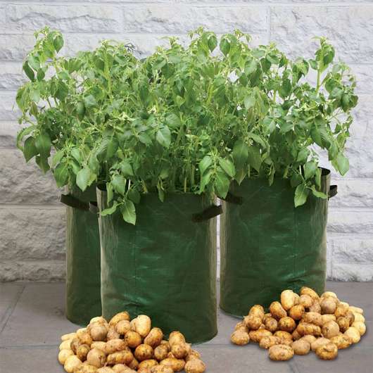 Potatisodling för balkong och terrass, 3-pack