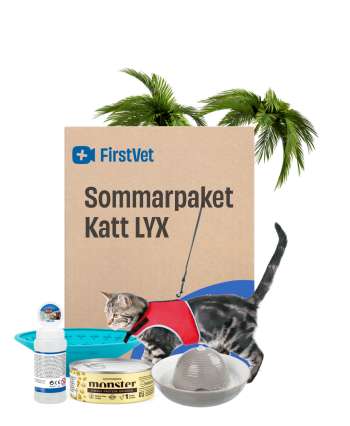 Sommarpaket Katt LYX