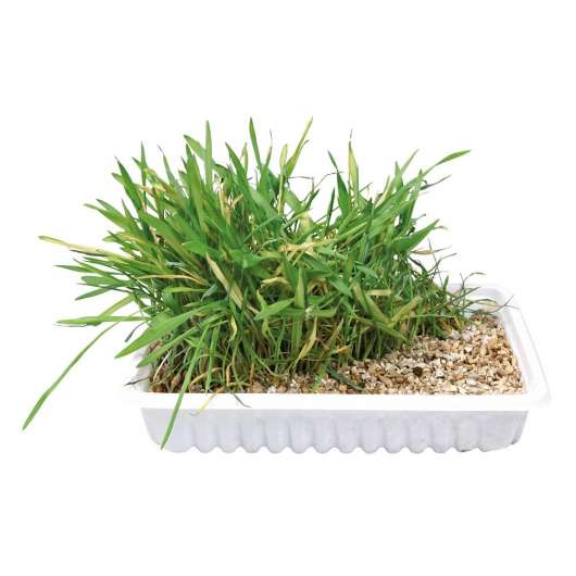 Trixie Kattgräs i Låda (100 gram)